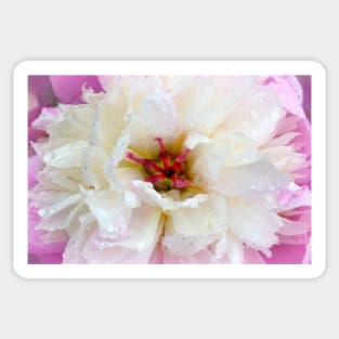 Pearly Peony Sticker